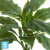 Хоста Соу искусственная Свит зелёная с белой каймой (Sensitive Botanic) TREEZ Collection