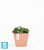Настольное Кашпо Ecopots Rotterdam, терракотовое 20-l, 20-w, 18-h