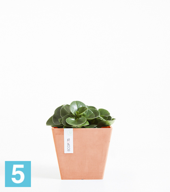 Настольное Кашпо Ecopots Rotterdam, терракотовое 20-l, 20-w, 18-h
