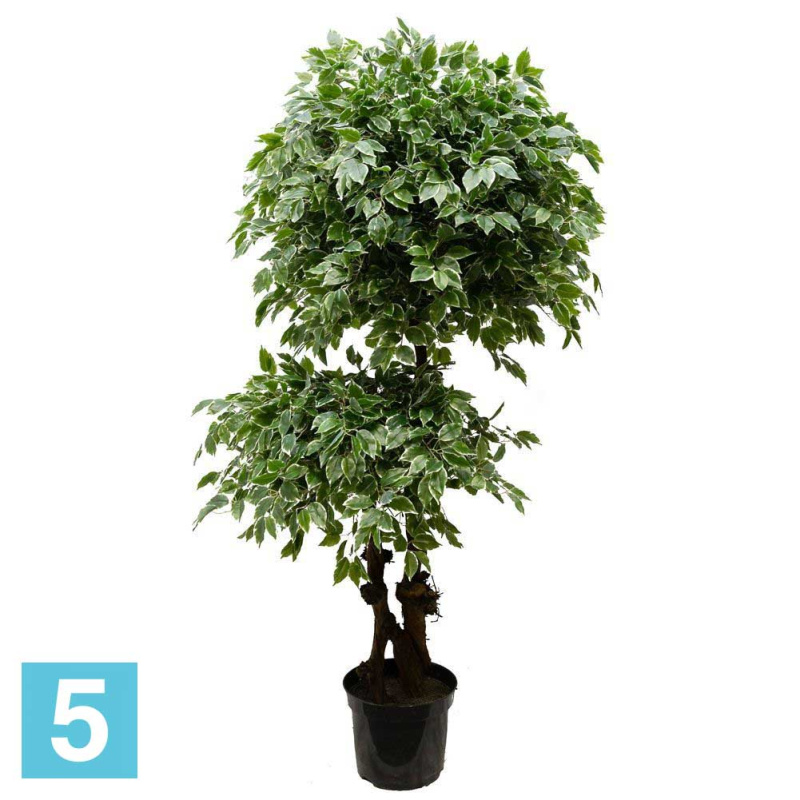 Фикус Бенджамина искусственный Alseed, h-200 см., латекс