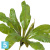 Асплениум натуральный искусственный 70d TREEZ Collection