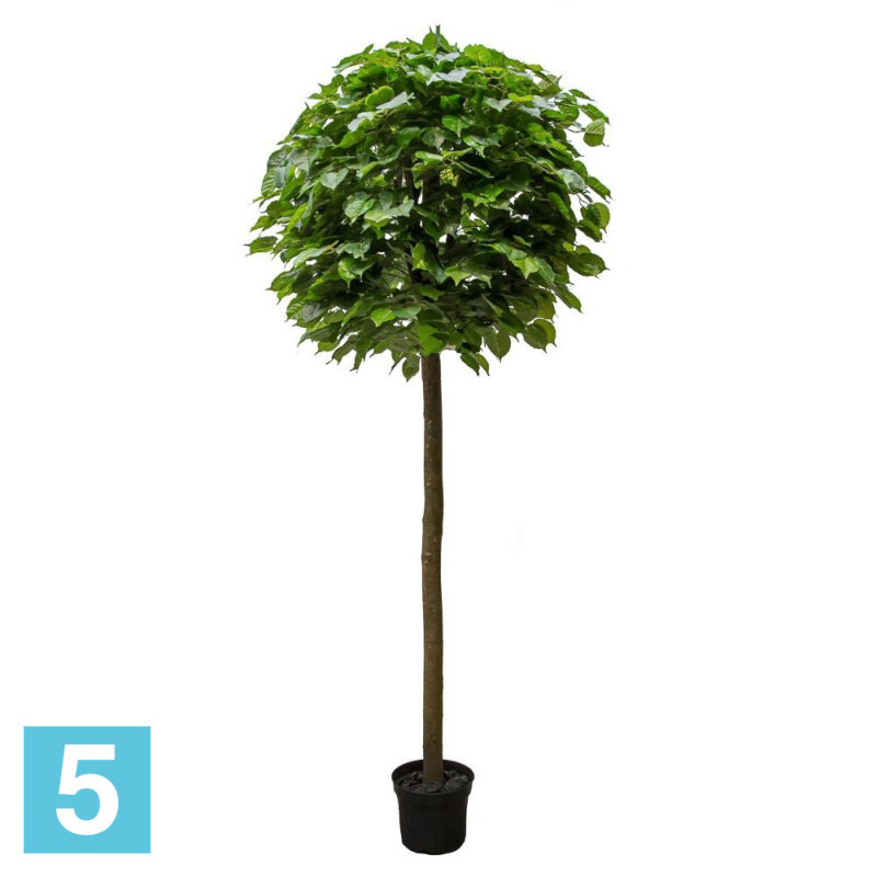 Катальпа искусственная Alseed, h-300 см.