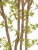 Искусственный клён японский Баттерфляй гиганский TREEZ Collection 330h