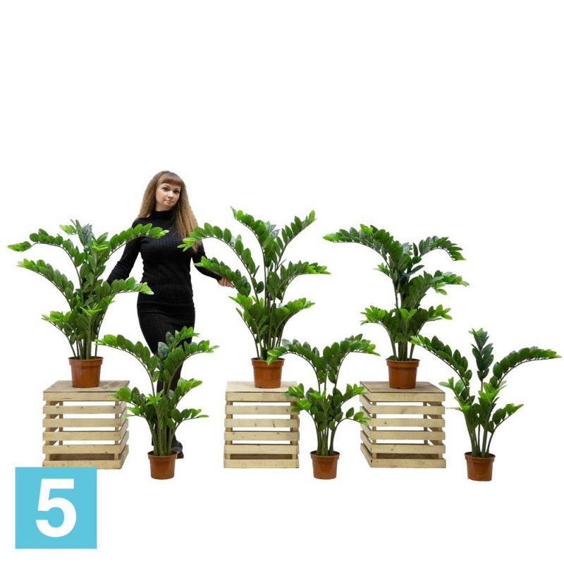 Замиокулькас куст искусственный Alseed, h-70 см.