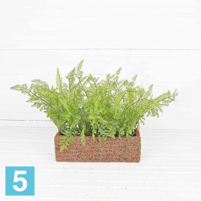 Даваллия искусственная Alseed, h-15 см., латекс, в кокосовом боксе 25*8*8