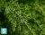 Кипарис Тауэр Элегант искусственный TREEZ Collection уличный 120h (крона 50-d, 100-h)