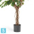 Фикус искусственный TREEZ Collection Бенджамина Селеста 210h