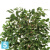 Фикус искусственный TREEZ Collection Бенджамина Лиана 180h