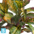 Кротон куст искусственный Мидл зелёно-жёлто-розовый (Sensitive Botanic) TREEZ Collection