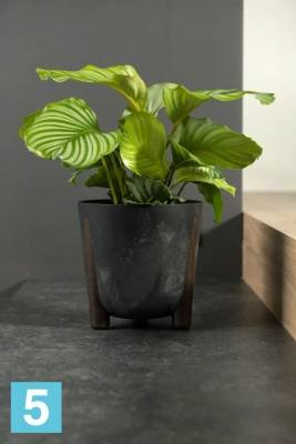 Кашпо Lamela Frida Eco Recycled Beton, черный бетон 34-d, 32-h