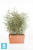 Прямоугольное кашпо Ecopots Paris, терракотовое 80-l, 38-w, 40-h