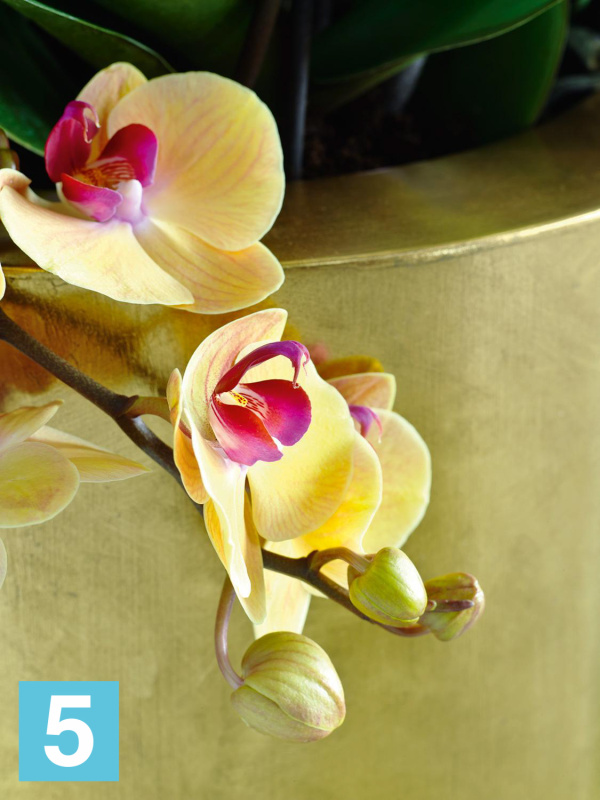 Высокое кашпо Fleur ami Pandora 50-d, 125-h, золотое