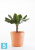 Кашпо с автополивом Ecopots Amsterdam, терракотовое 30-d, 26-h Кашпо с автополивом Ecopots Amsterdam, терракотовое 30-d, 26-h