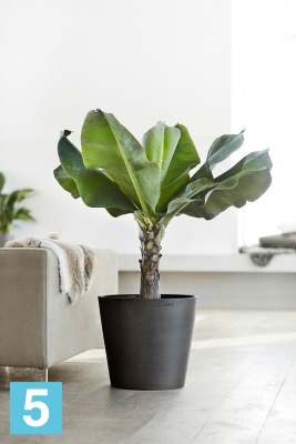 Напольное кашпо Ecopots Amsterdam, антрацит 50-d, 44-h