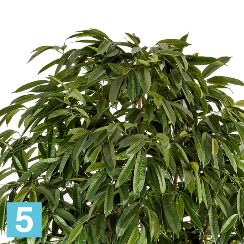 Лонгифолия широколистная многоствольная искусственная TREEZ Collection 270h