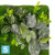 Фитокартина зелень микс искусственная Alseed, 70*, h-40