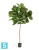 Фикус искусственный TREEZ Collection Лирата Style на штамбе 220h Фикус искусственный TREEZ Collection Лирата Style на штамбе 220h