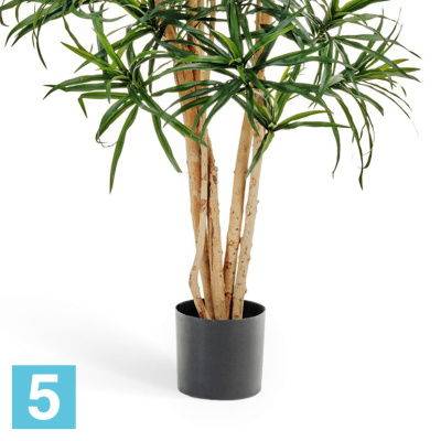 Драцена искусственная TREEZ Collection Анита Рефлекса 180h в #REGION_NAME_DECLINE_PP#
