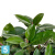 Фикус искусственный TREEZ Collection Эластика куст зеленый 90h