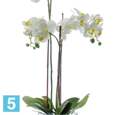 Композиция из искусственных цветов Орхидея Фаленопсис белая с мхом, корнями, землей 85h TREEZ Collection в #REGION_NAME_DECLINE_PP#