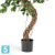 Фикус искусственный TREEZ Collection Бенджамина Коркскрю 180h