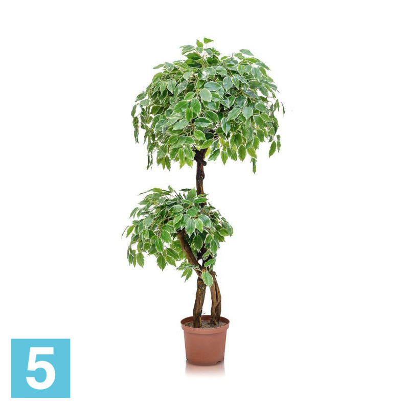 Фикус бенджамина Старлайт искусственный Alseed, h-140 см., латекс