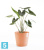 Большое кашпо на колёсиках Ecopots Amsterdam, терракотовое 80-d, 72-h