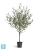 Олива искусственная TREEZ Collection Топиари Нэйчерел (серия Prime) 130h Олива искусственная TREEZ Collection Топиари Нэйчерел (серия Prime) 130h