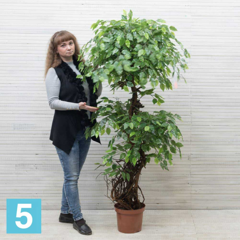 Фикус искусственный Alseed, латекс, с корнями, h-170 см.