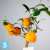 Цитрофортунелла (каламондин) 12