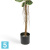 Фикус искусственный TREEZ Collection Эластика пестрый 210h