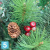 Искусственная елка Royal Christmas с шишками Phoenix, ПВХ + Леска, 150-h