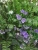 Искусственное цветущее разнотравье куст TREEZ Collection Искусственное цветущее разнотравье куст TREEZ Collection