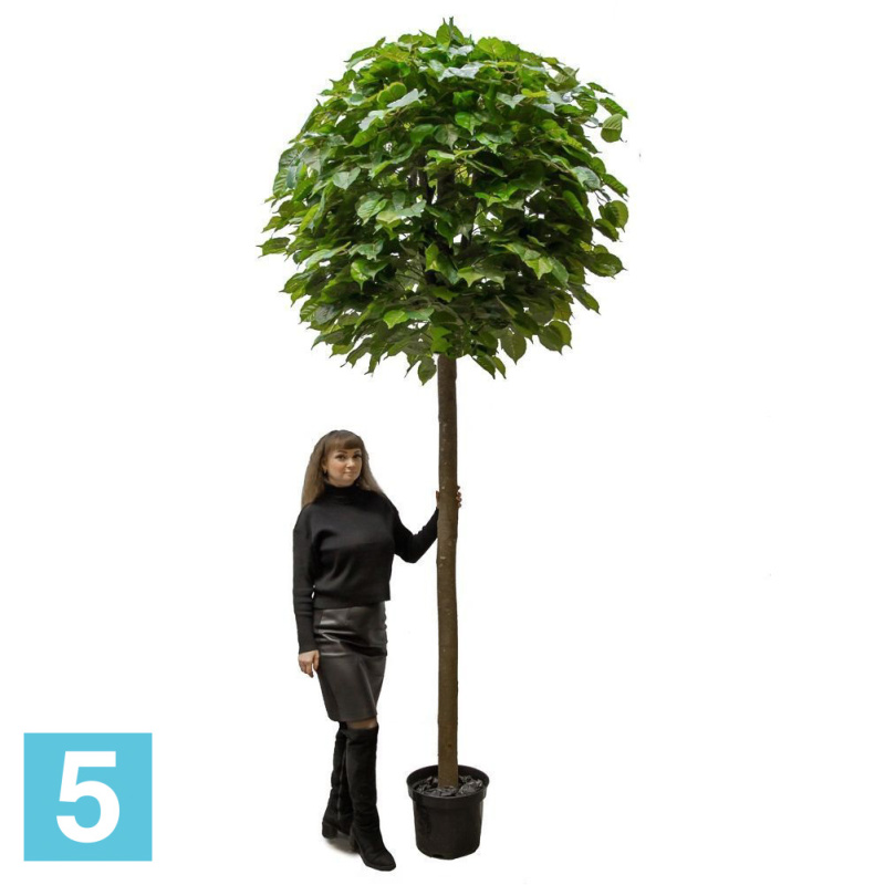 Катальпа искусственная Alseed, h-300 см.