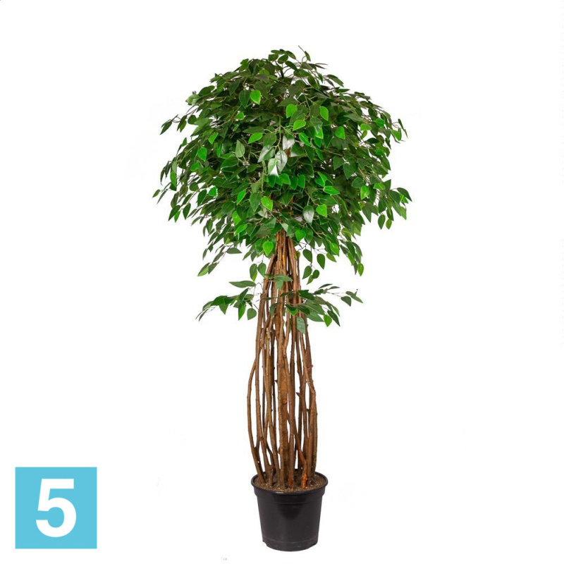 Фикус искусственный Alseed, h-180 см., латекс, светло-зеленый