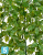 Традесканция искусственная TREEZ Collection зеленая