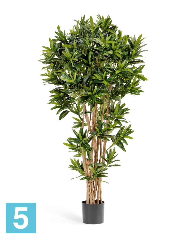Кротон Голдфингер Рефлекса искусственный TREEZ Collection 150h
