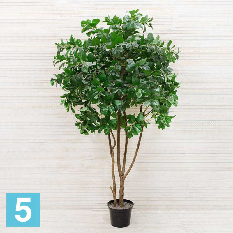 Рускус искусственный Alseed, h-200 см., латекс