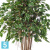 Фикус искусственный TREEZ Collection Бенджамина карликовый многоствольный 100h Фикус искусственный TREEZ Collection Бенджамина карликовый многоствольный 100h