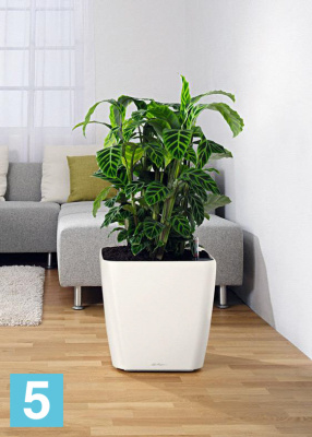 Lechuza Quadro без автополива кашпо, антрацит металлик 50-l, 50-w, 47-h в #REGION_NAME_DECLINE_PP#