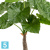 Алоказия Калидора искусственная TREEZ Collection 80h Алоказия Калидора искусственная TREEZ Collection 80h
