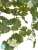 Искусственная Герань ампельная кремовая (UV-фильтр) TREEZ Collection 58h