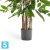 Драцена искусственная TREEZ Collection Саркула Спотти 120h