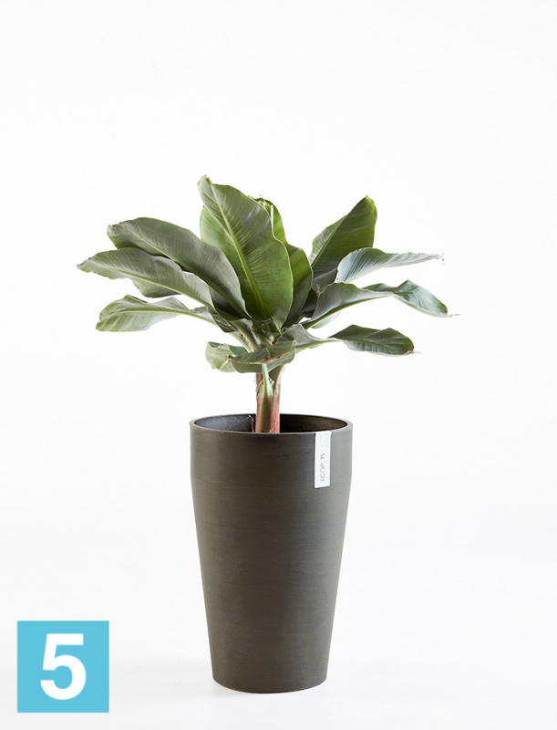 Высокое кашпо Ecopots Sankara-MH, антрацит 35-d, 55-h