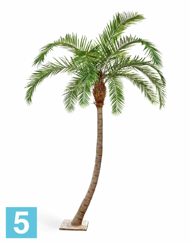 Пальма искусственная TREEZ Collection Финиковая Гигантская изогнутая 330h