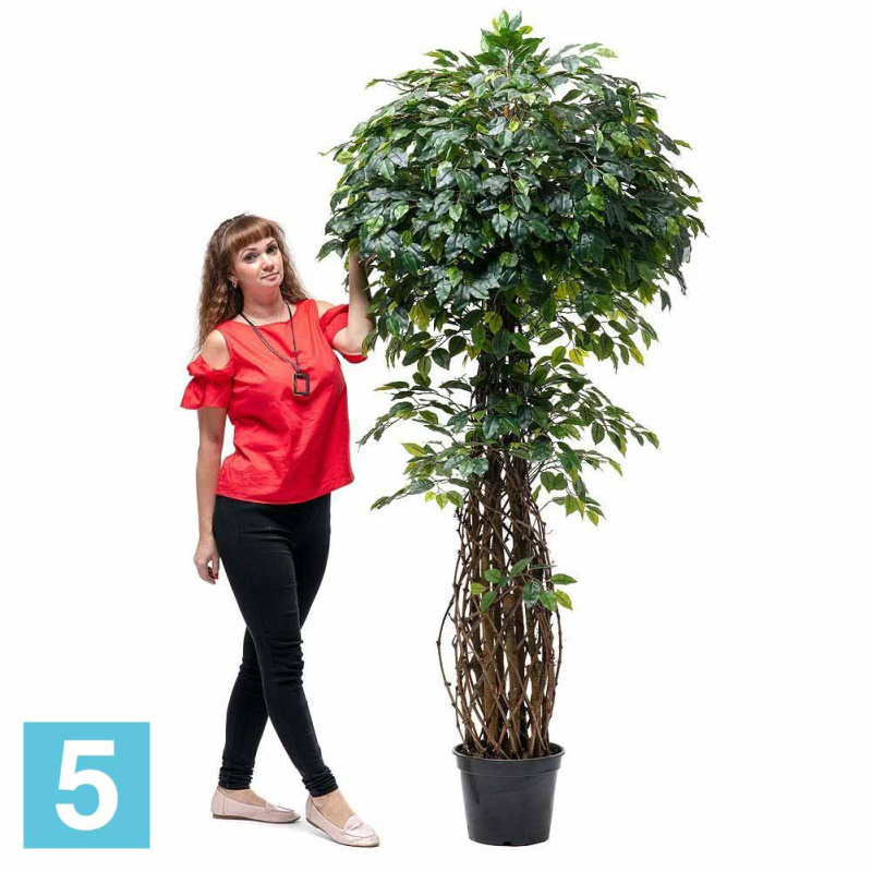 Фикус искусственный Alseed, h-200 см., латекс, темно-зеленый