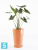 Высокое кашпо Ecopots Sankara-MH, терракотовое 35-d, 55-h