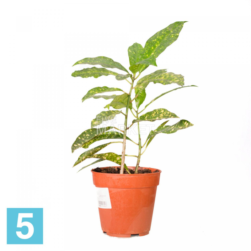 Драцена Суркулоза 12