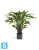 Калатея в горшке искусственная TREEZ Collection 85h