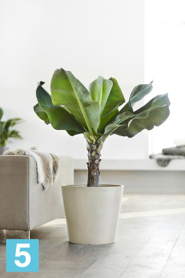Большое кашпо на колёсиках Ecopots Amsterdam, светло-серое 60-d, 56-h